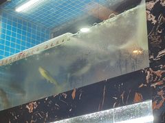 -浔味·山屿湖·正宗全鱼宴老字号