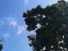-福照楼汽锅鸡·云南菜(护国路店)