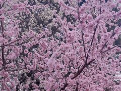 -桃花堤公园