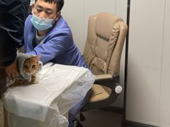 -半岛宠物医院24小时(科华中路店)