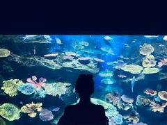 -暹罗海洋世界