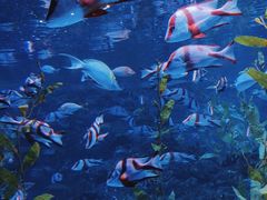 -海合安成都极地海洋公园