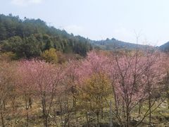 -雪峰寺