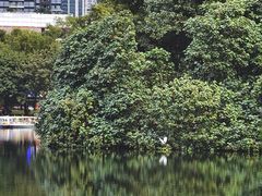 -荔枝公园(福田区)