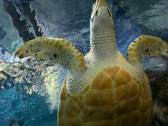 -上海海洋水族馆