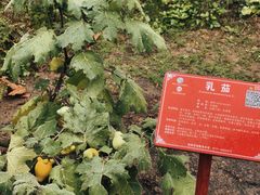 -广西壮族自治区药用植物园