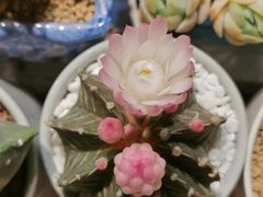 -朝来春花卉市场