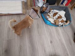 -达爱动物医院·犬猫分区·CT·复杂眼科(远洋山水分院)