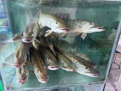 -煲来饱去冷水鱼