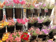 -循礼门鲜花花市(武汉循礼门店)