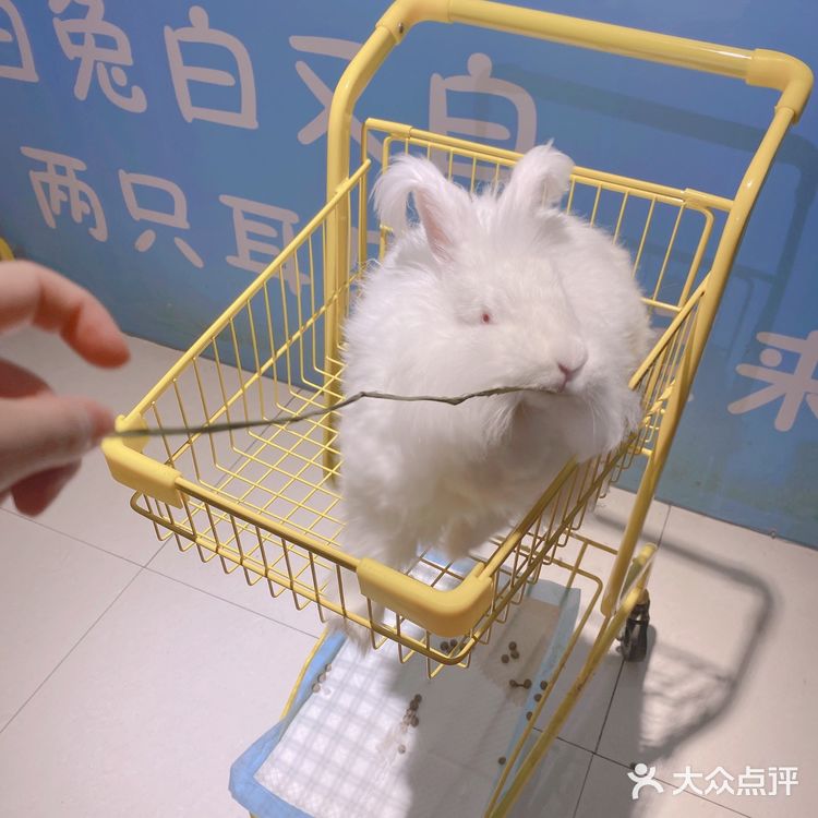 郑州安哥拉巨兔博物馆 最近郑州很火的一家店