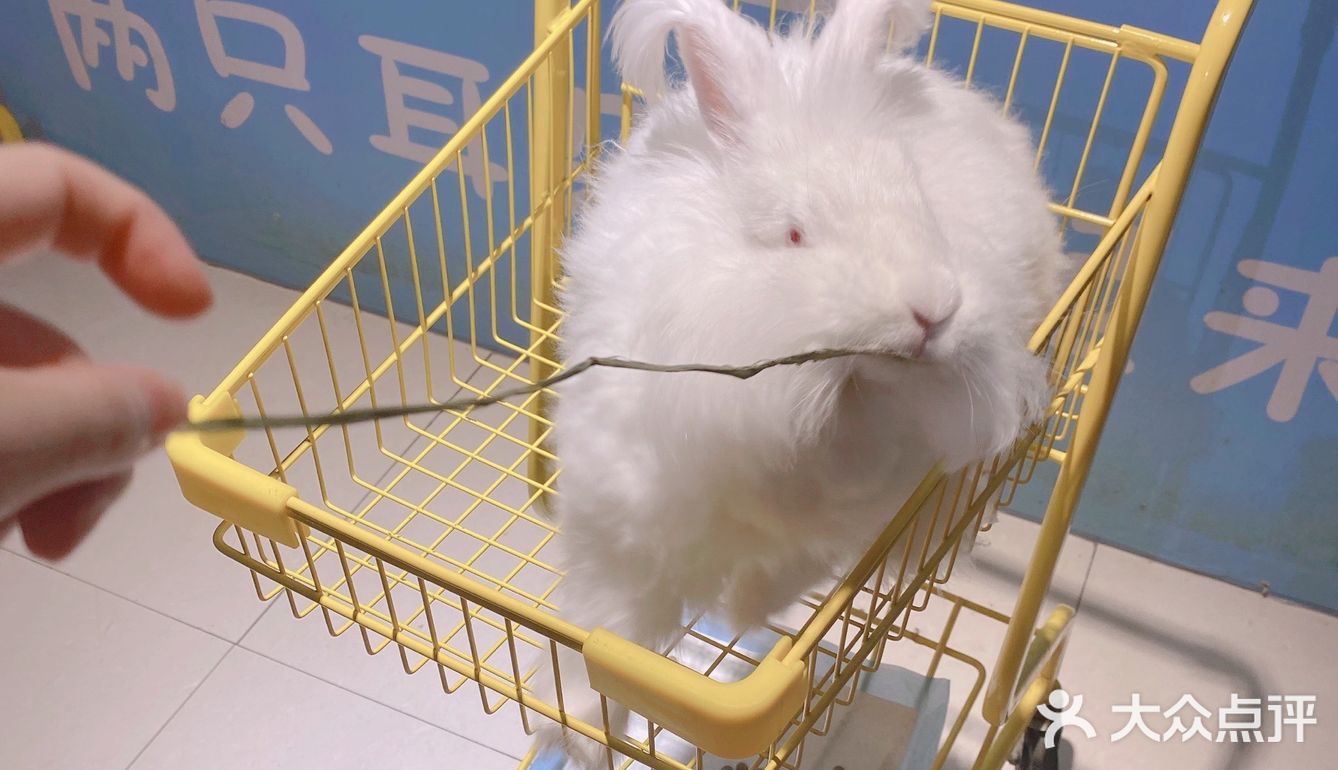 郑州安哥拉巨兔博物馆 最近郑州很火的一家店