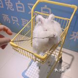 郑州安哥拉巨兔博物馆 最近郑州很火的一家店