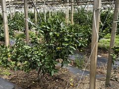 -前小桔亲子创意农场·草莓采摘·露营烧烤