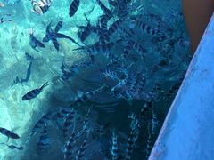 -斐济双桅帆船外岛一日游 浮潜 海钓 Tinhao号