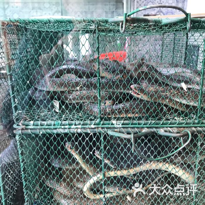榕记·专注蛇宴