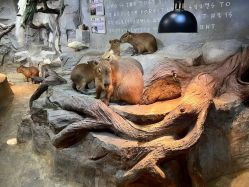 -Zoolung Zoolung动物主题公园(海信广场店)