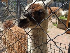 -长白岛森林公园