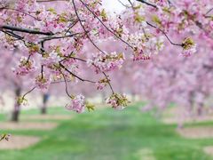 -上海辰山植物园