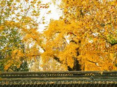 -苏州文庙(姑苏区)