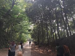 -上海佘山国家森林公园西佘山园