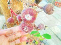 -呀路古热带植物园