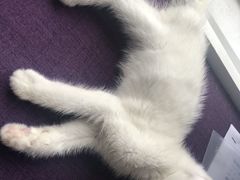 -爱妮康宠物医院·干细胞免疫细胞·肿瘤·心脏(张江店)