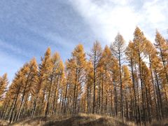 -塞罕坝国家级自然保护区