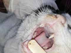 -艾贝尔宠物诊疗