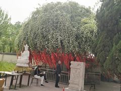 -曹州牡丹园