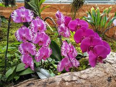 -国家植物园南园