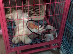 -瑞派·关忠动物医院·异宠专科·犬猫肿瘤·皮肤专科(望京店)