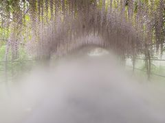 -大塘金香草谷