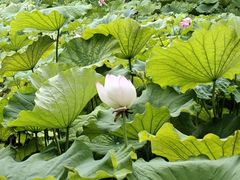 -石家庄市植物园