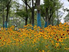 -黄海国家森林公园