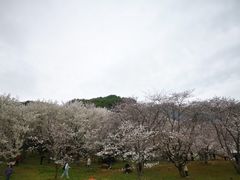 -苏州上方山国家森林公园