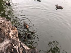 -团结湖公园