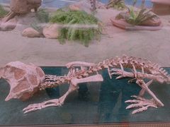 -陕西自然博物馆