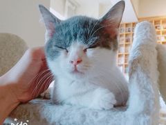 -猫咖时代(中山亭店)