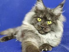 -十年猫舍·猫咪专门店(普陀店)
