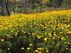 -昆山城市生态森林公园
