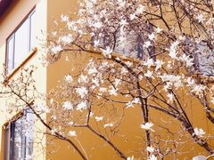 -龙华寺