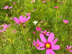 -光明小镇欢乐田园