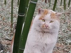 -大觉寺-停车场