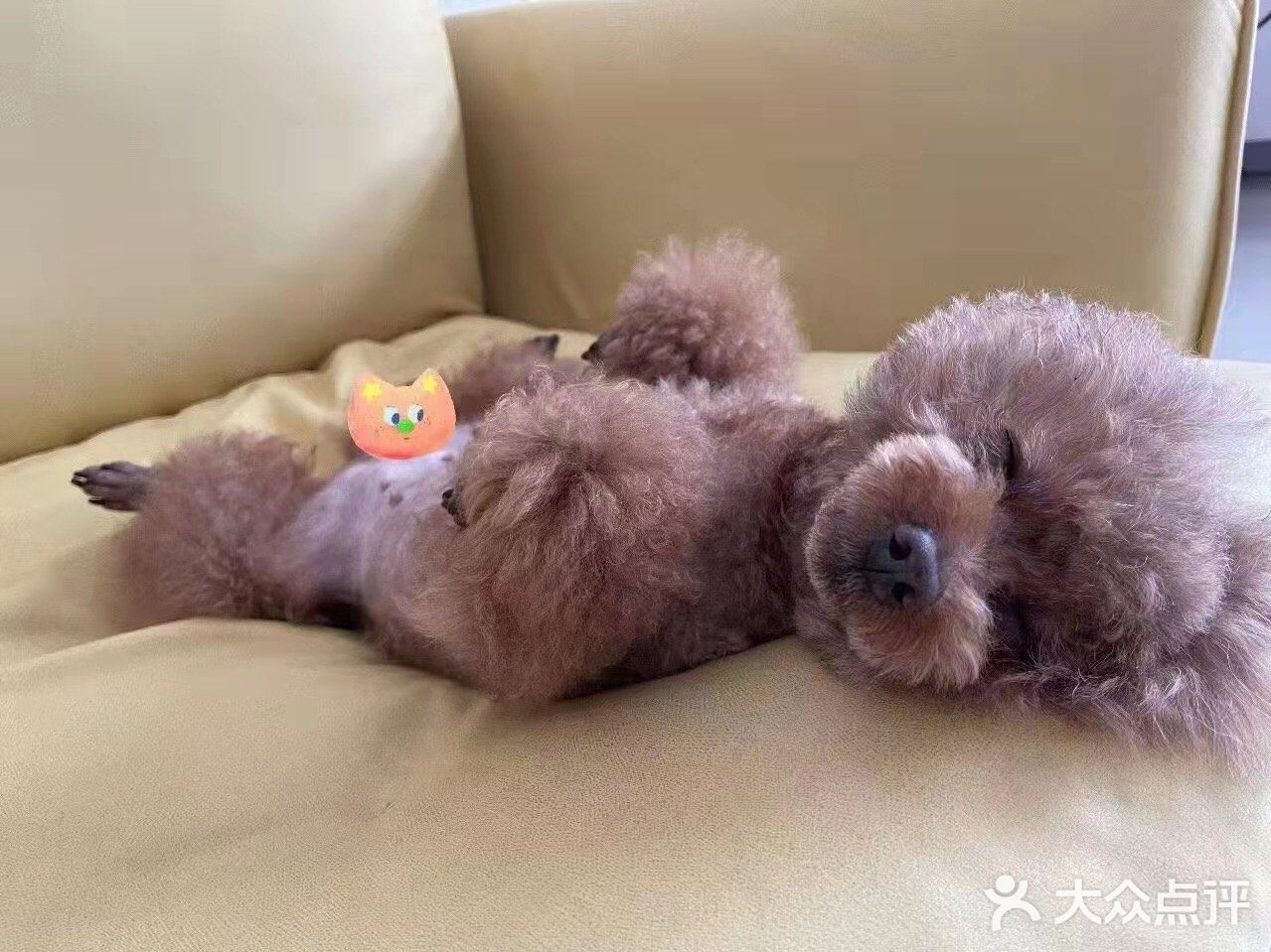 剪完毛发的毛孩子真的是越看越漂亮呢，爱了爱了！