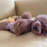 剪完毛发的毛孩子真的是越看越漂亮呢，爱了爱了！