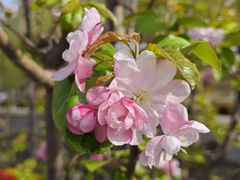 -海棠花溪(元大都城垣遗址公园)