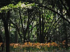 -杭州植物园