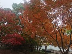 -秋霞圃