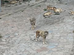 -西霞口神雕山野生动物世界